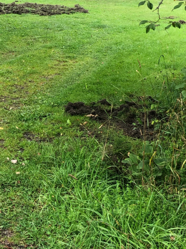 reparation bökskador Torr plats med gräs och mossa, med en mörkare jordig fläck vid kanten.