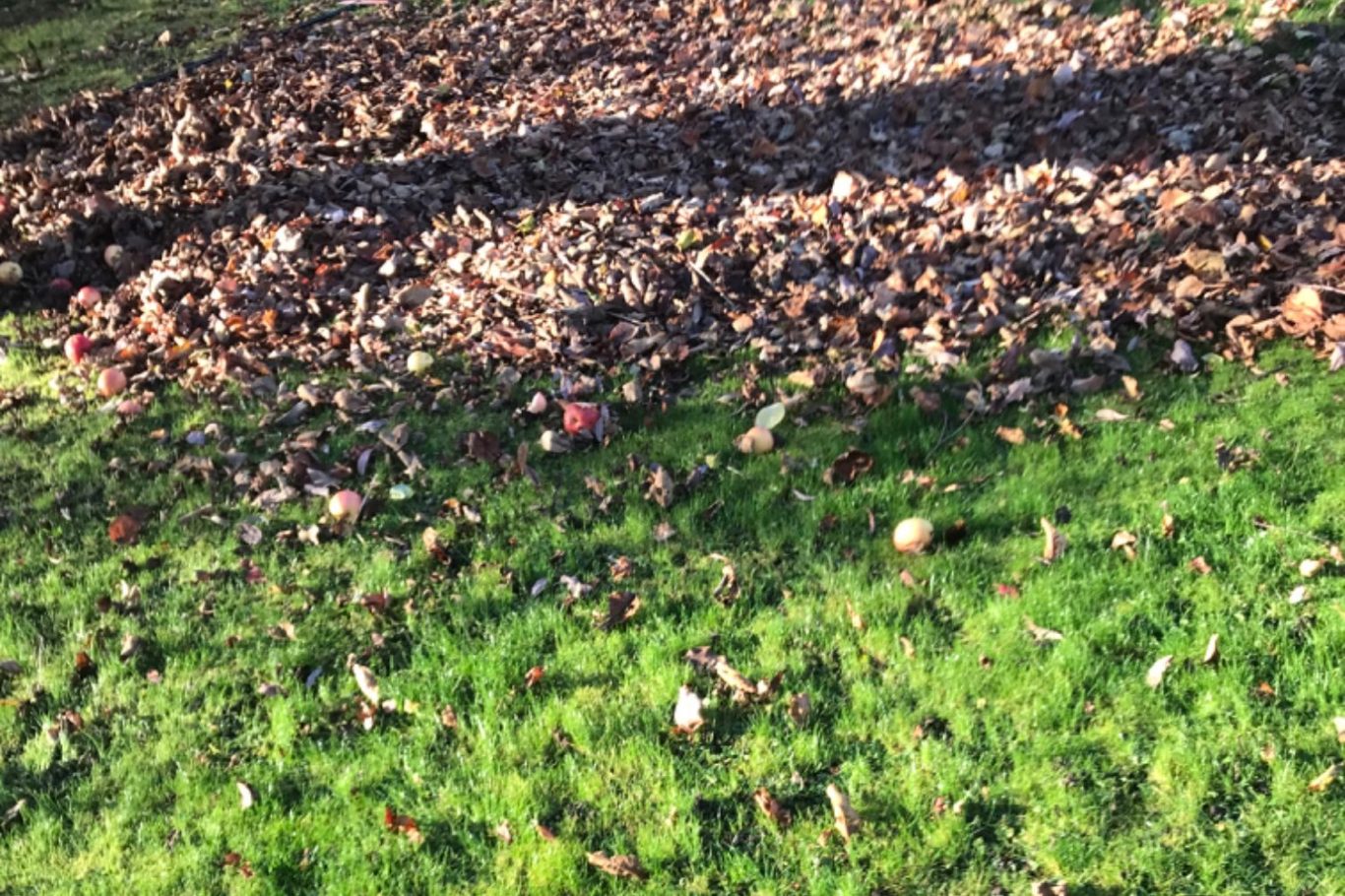 trädgårdshjälp Höstlöv på gräs, med skugga och blandade färger av brunt och grönt.