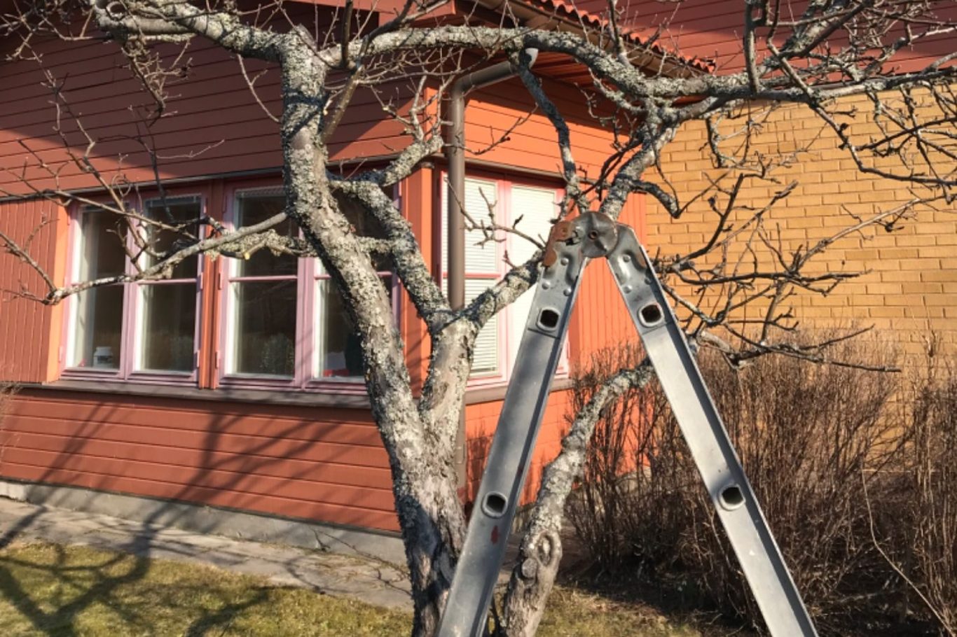 Beskärninghjälp Beskärning av frukträd och andra träd.