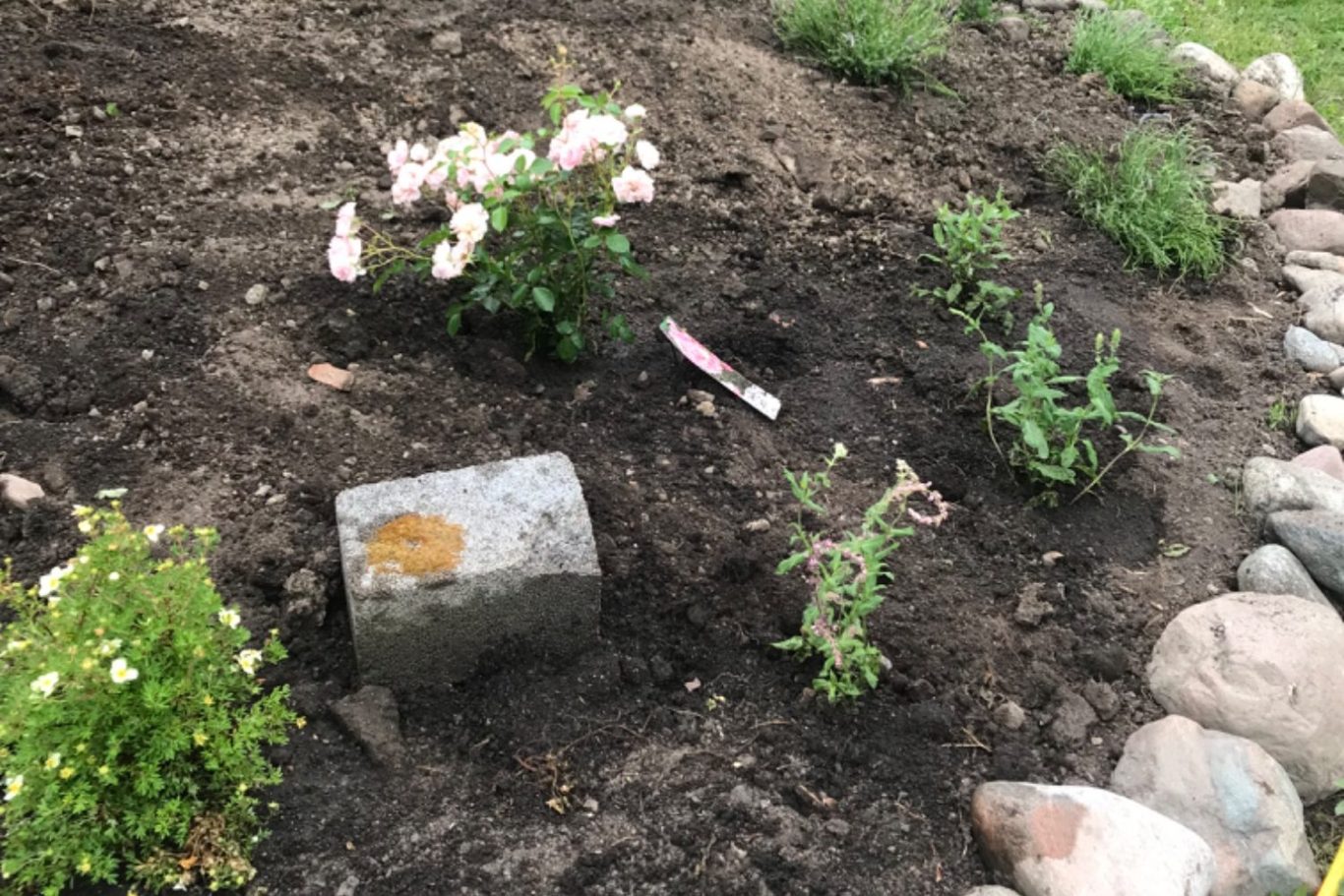 planteringshjälp Roslagens Markvård Trädgårdsland med rosor, örter och en spade i jorden.