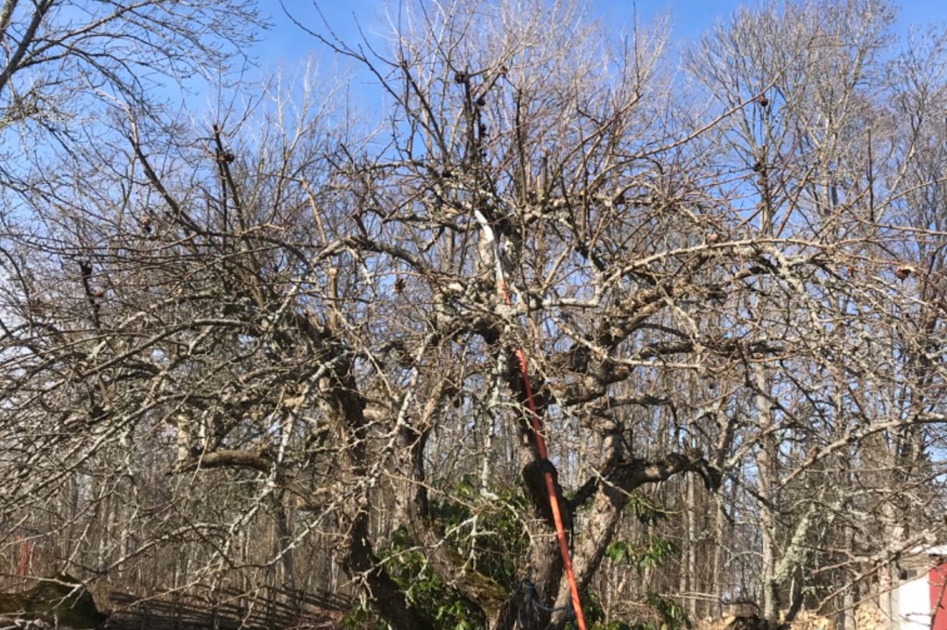 Beskärninghjälp Beskärning av frukträd och andra träd.